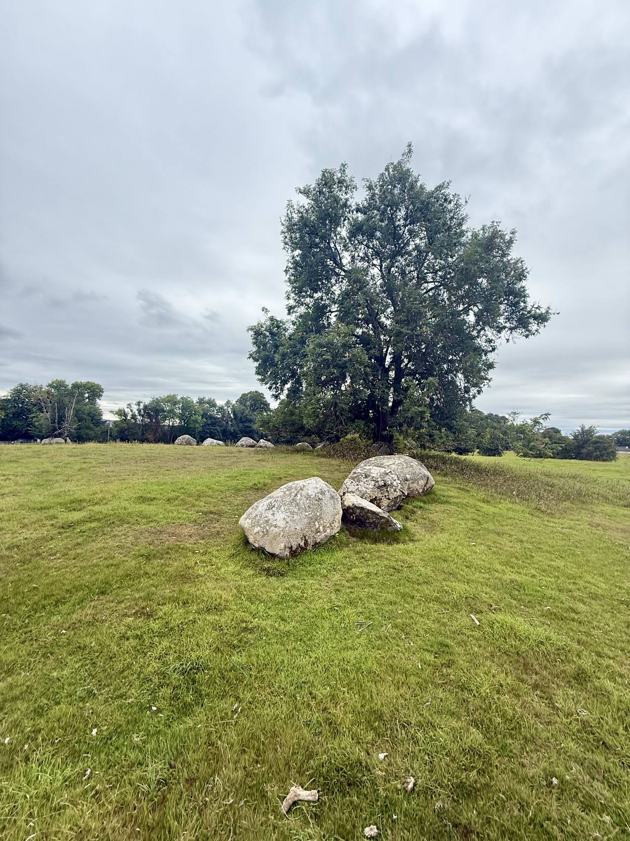 Un árbol solitario junto a dos piedras del círculo de Broadleas
