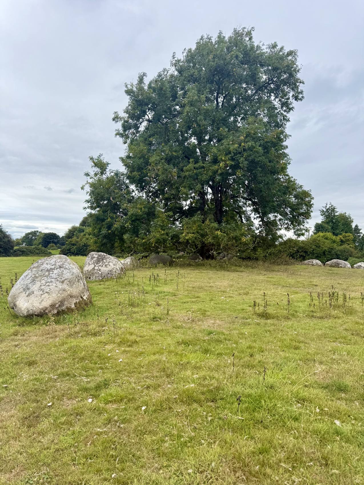 Grandes piedras del círculo de Broadleas junto a uno de sus árboles