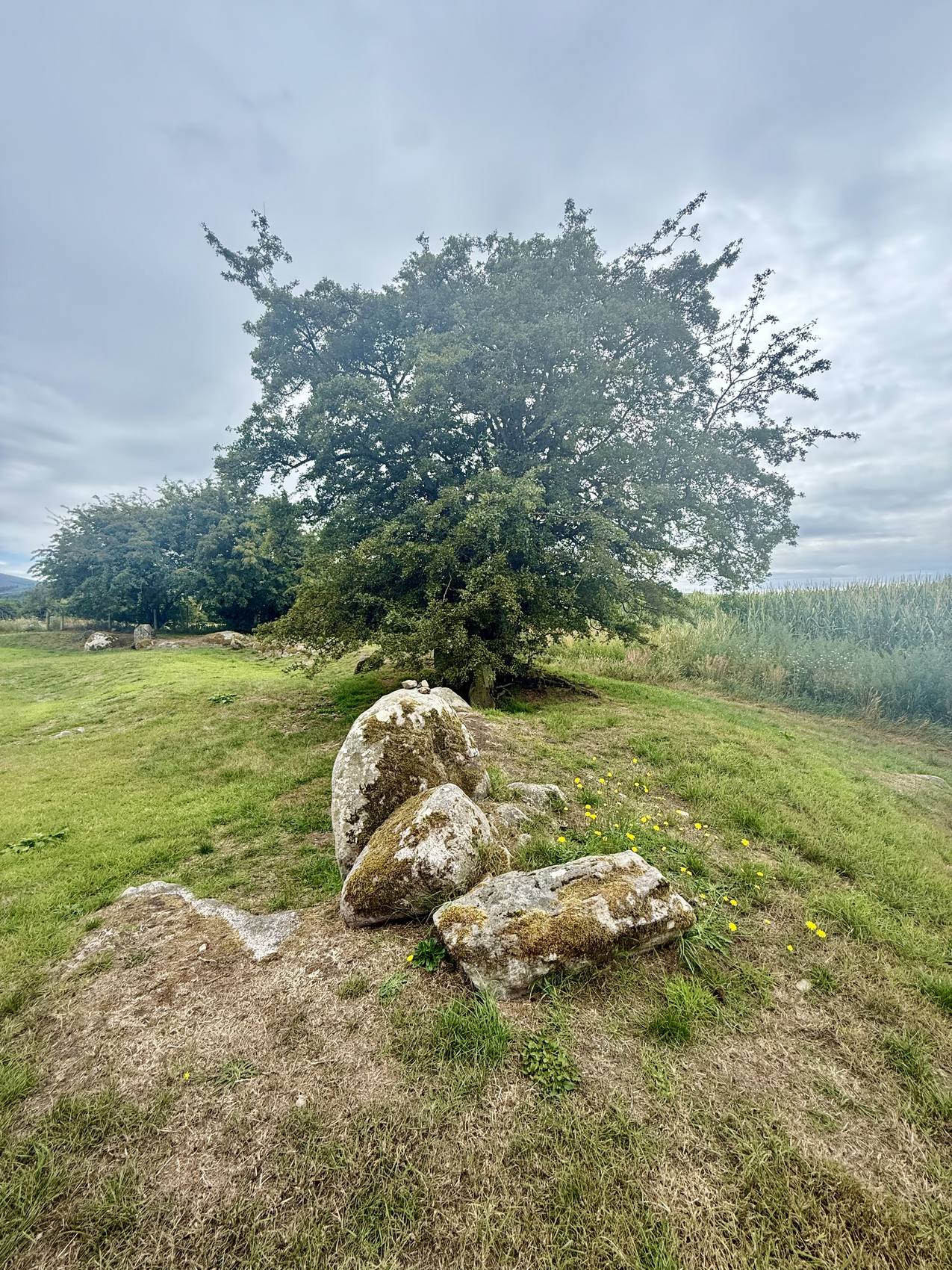 Árbol solitario junto al terraplén de Castleruddery