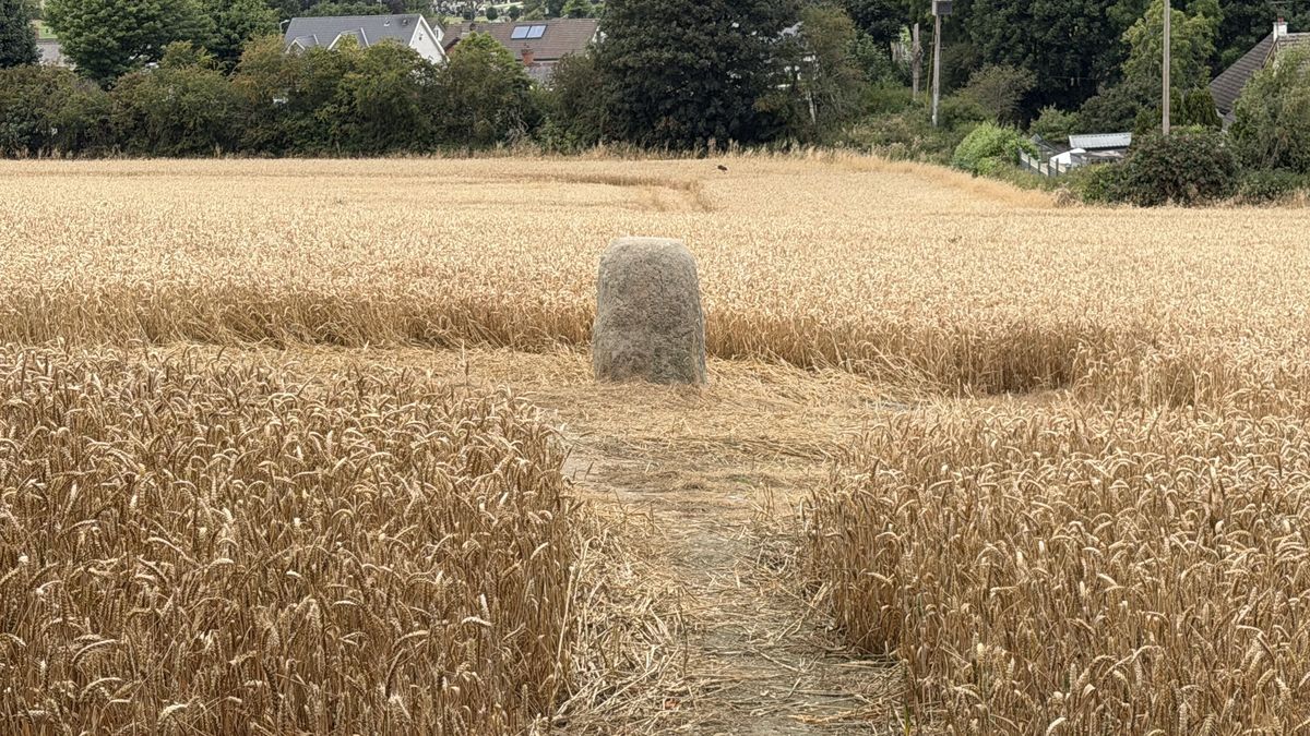 La piedra levantada de Dún Dealgan en medio de un campo de trigo dorado