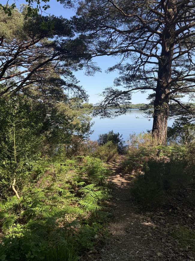 Sendero boscoso hacia la orilla de Lough Leane