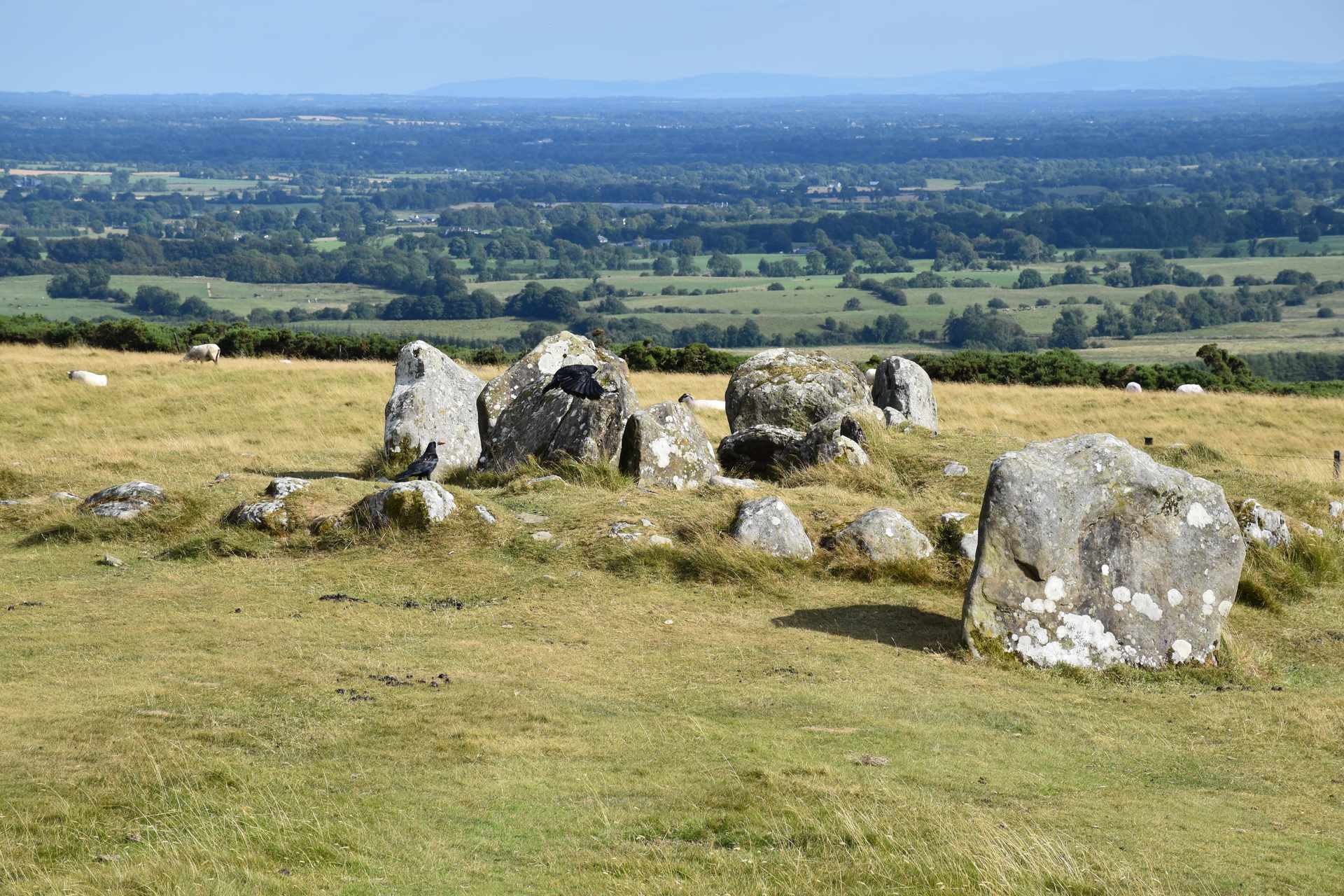 Cuervos posados entre las piedras de uno de los cairns satélite de Loughcrew, con ovejas pastando al fondo