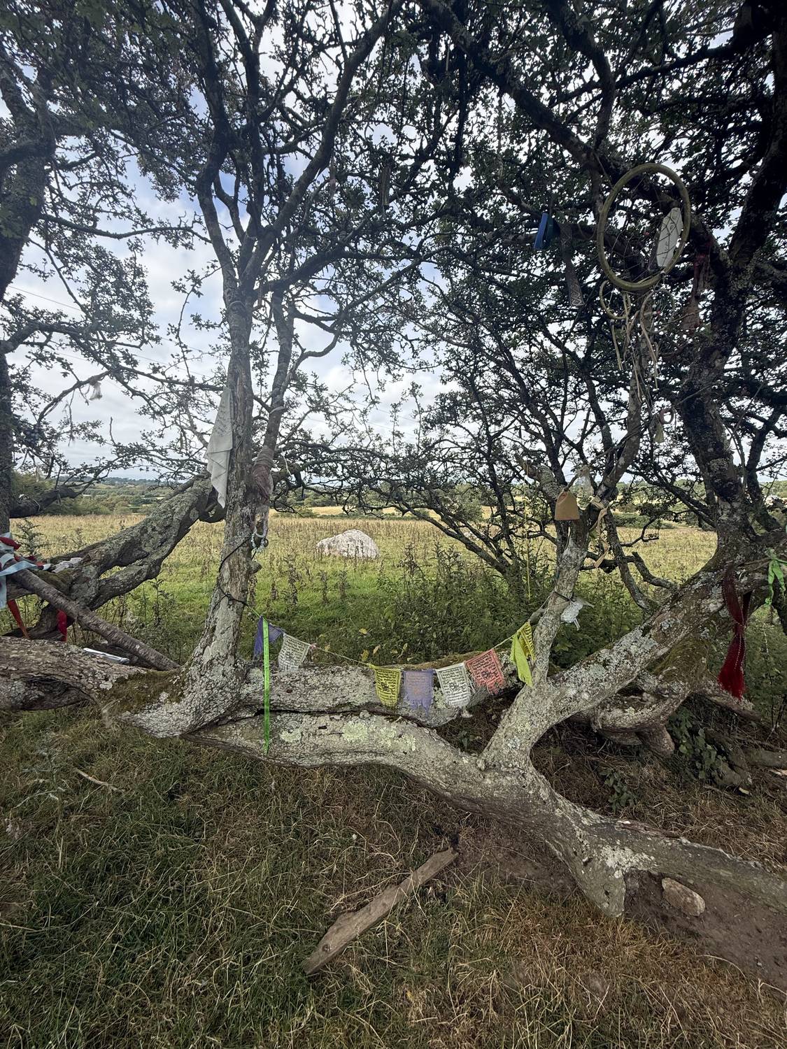 Detalle de las cintas y objetos dejados como ofrenda entre las ramas del espino