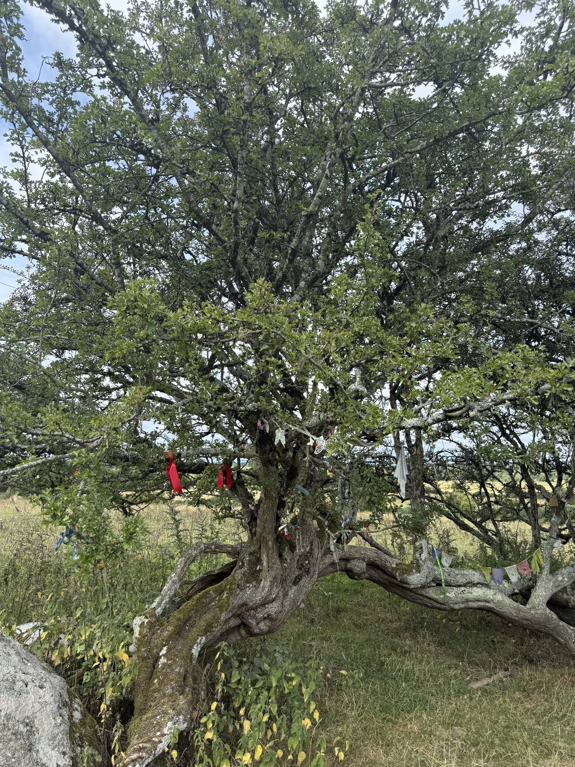 Cintas y ofrendas de tela atadas a las ramas del espino por los visitantes