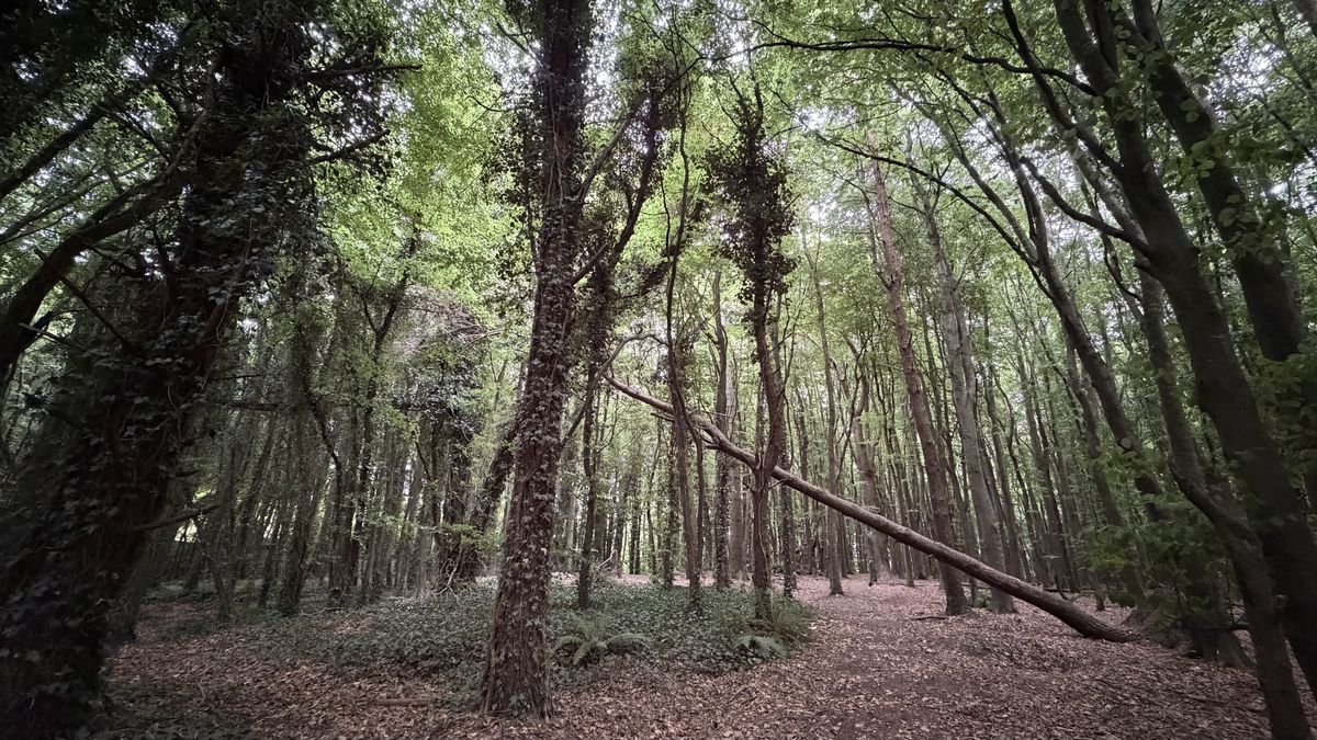 Un claro dentro del bosque de Rath Lugh, con un árbol caído sobre el sendero