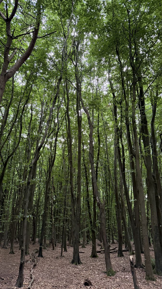 El dosel de un bosque de hayas maduras sobre Rath Lugh, visto desde el suelo del fuerte