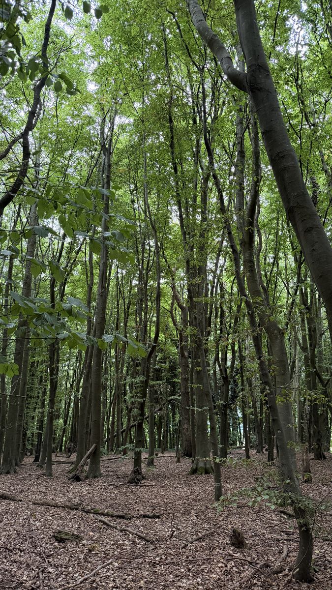 Vista hacia arriba del dosel de hayas de Rath Lugh, con hojas de otoño en el suelo