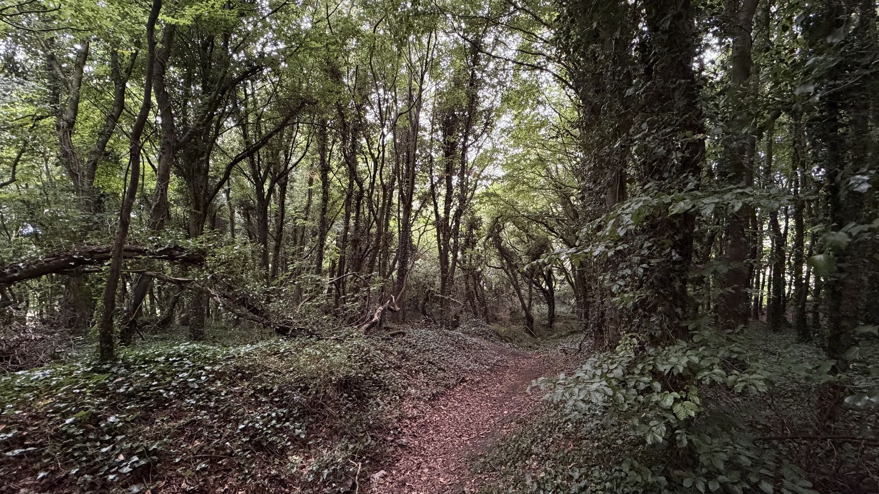Un sendero hundido entre los terraplenes boscosos de Rath Lugh, cerca de Tara