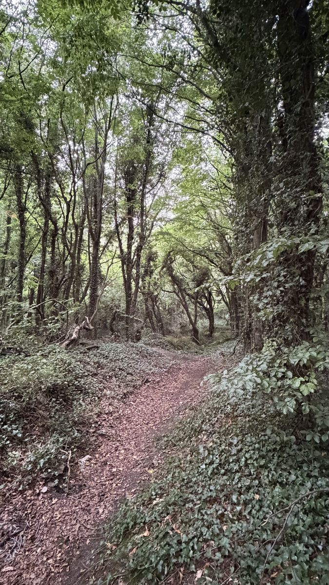 Un sendero de tierra hundido entre taludes cubiertos de hiedra, camino de acceso a Rath Lugh