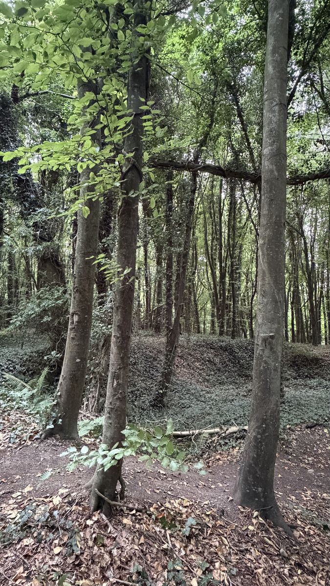El terraplén cubierto de hiedra de Rath Lugh, visible entre los troncos de los árboles