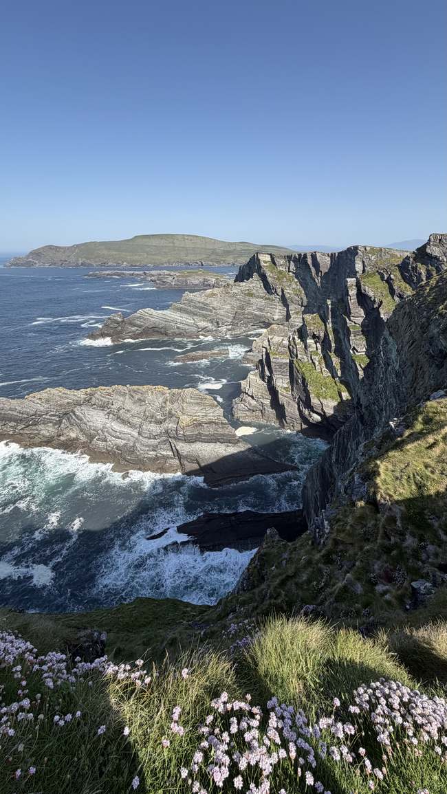 Los Acantilados de Kerry con flores silvestres en primer plano