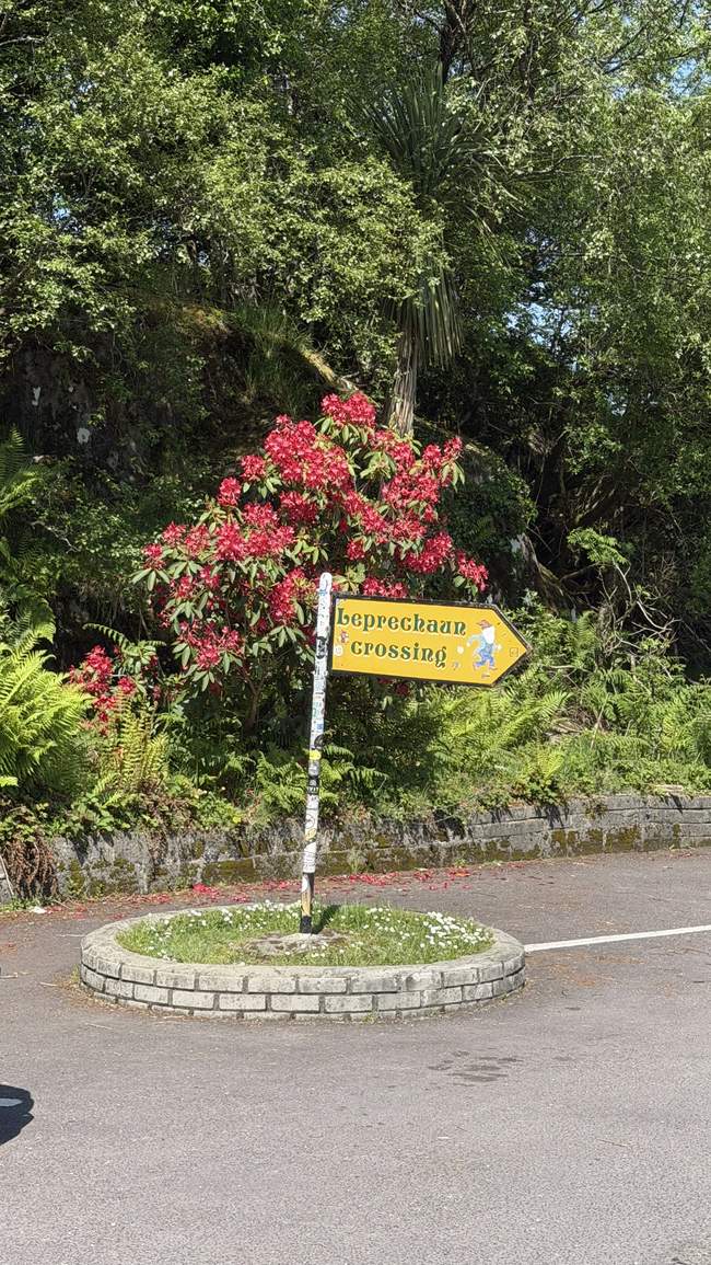 Cartel de Leprechaun Crossing junto a rododendros en flor a lo largo de la ruta